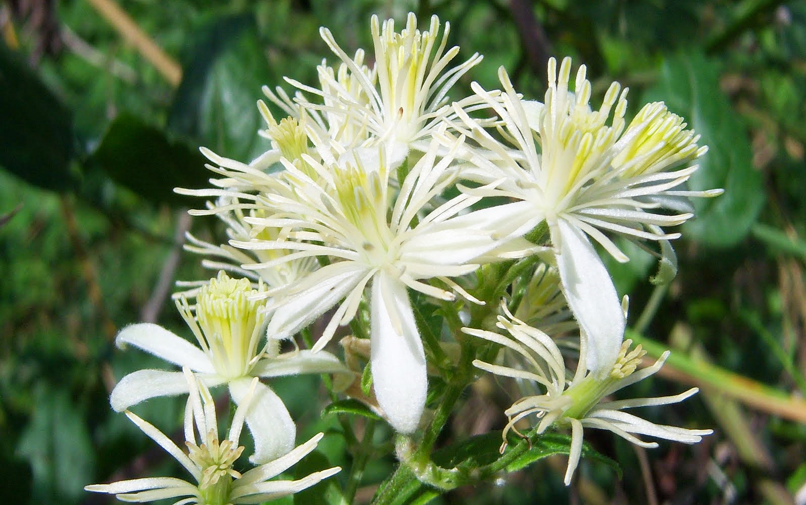Botanic Serrat Clematide