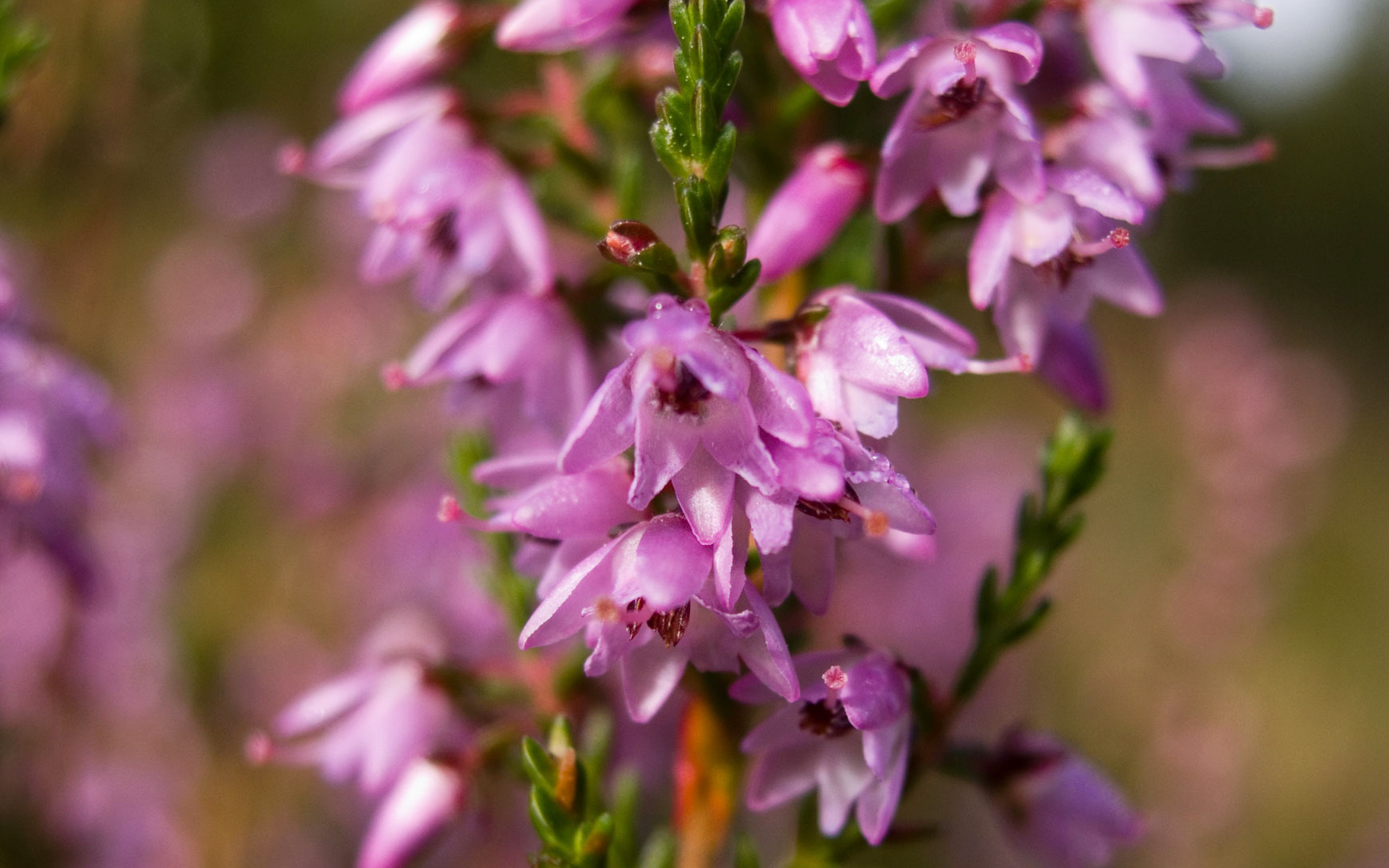 Rimedio Nr° 14 Heather (Brugo)