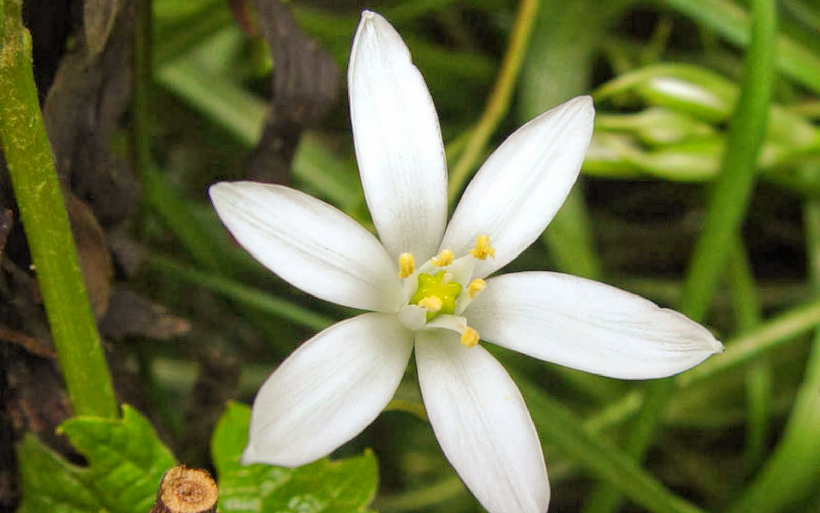 Rimedio Nr° 29 Star Of Bethlehem (Latte di gallina)