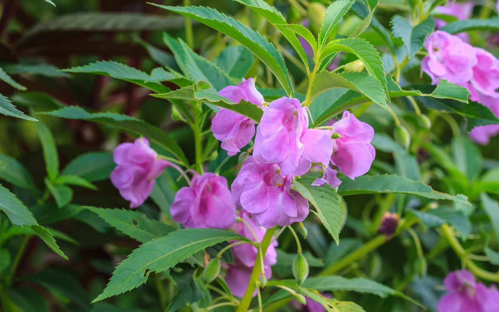 Rimedio Nr° 18 Impatiens (Balsamina ghiandolosa)