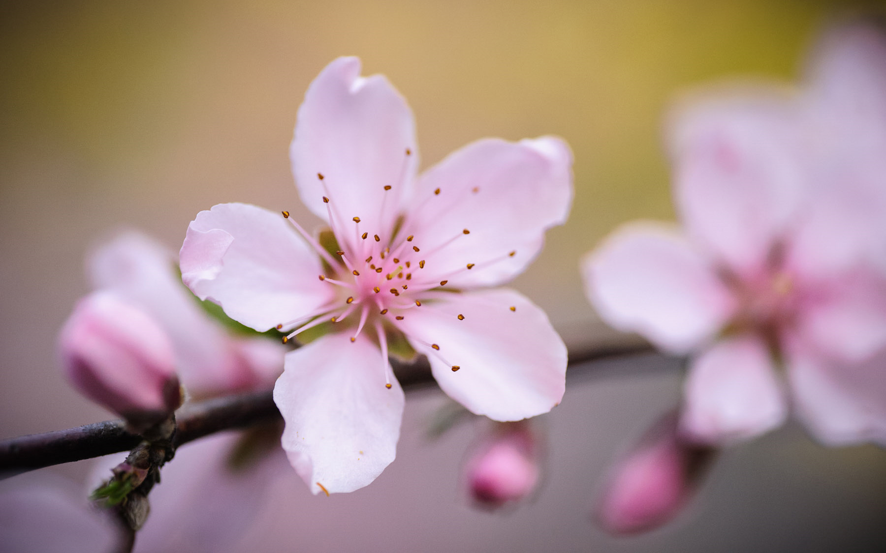 Rimedio Nr° 6 Cherry Plum (Mirabolano)