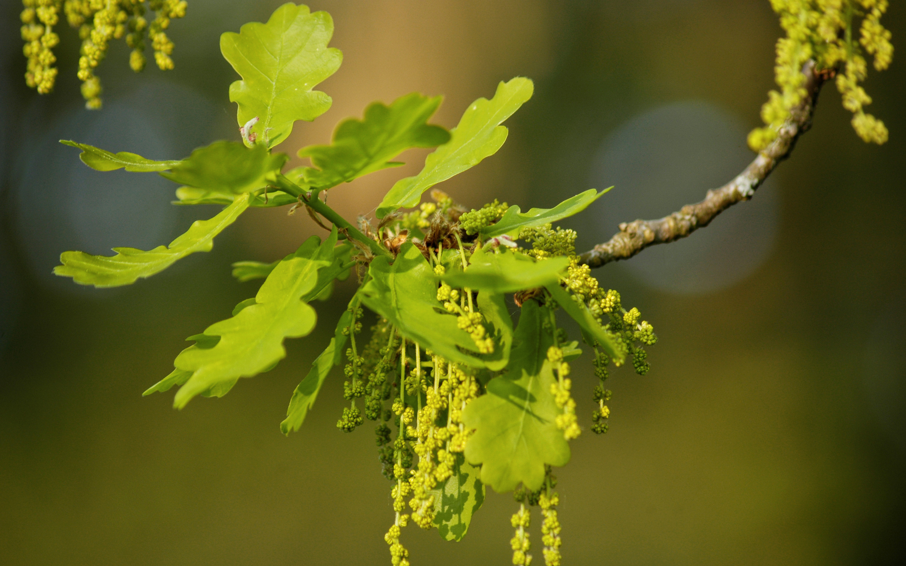 Rimedio Nr° 22 Oak (Quercia farnia)