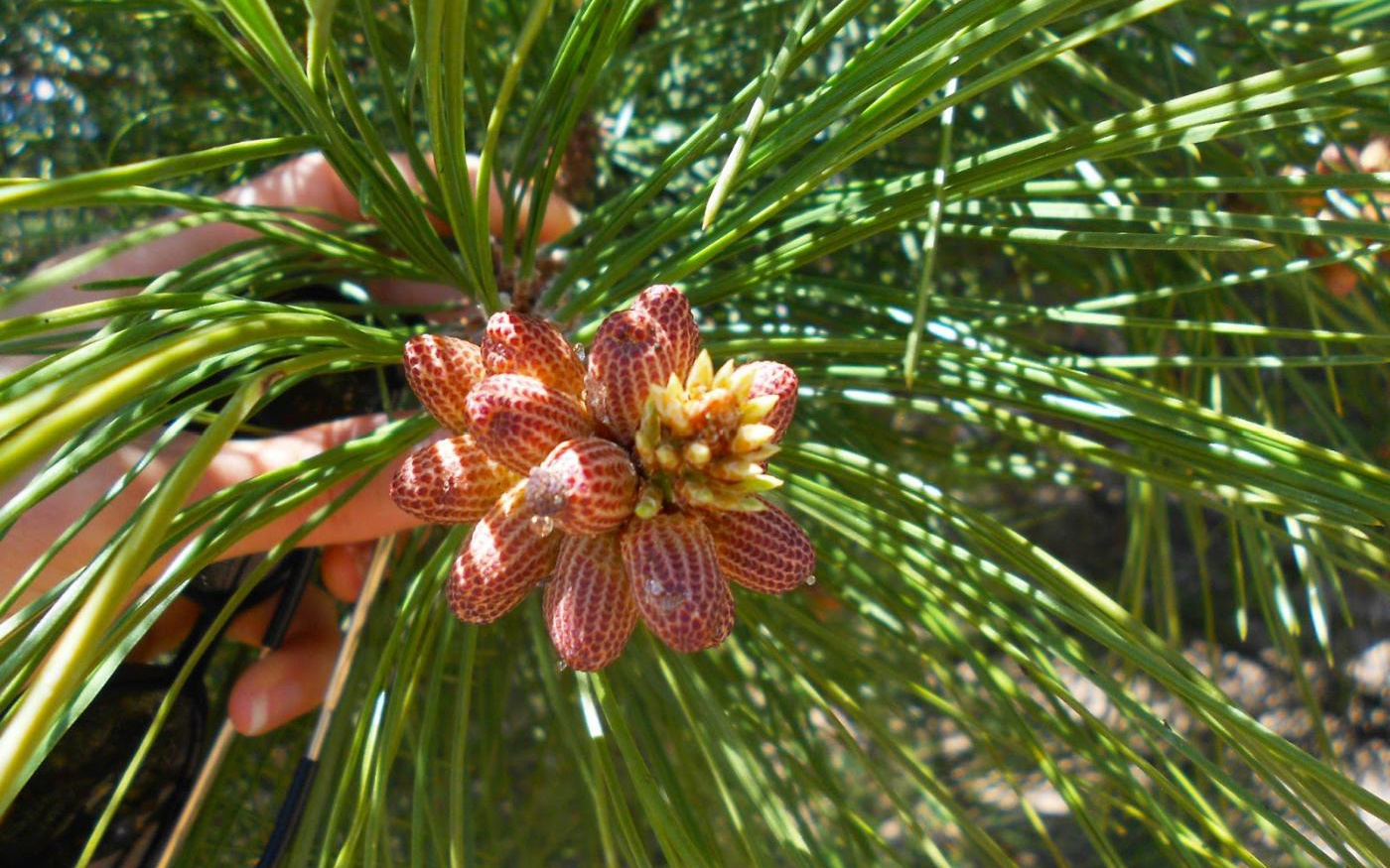 Rimedio Nr° 24 Pine (Pino silvestre)