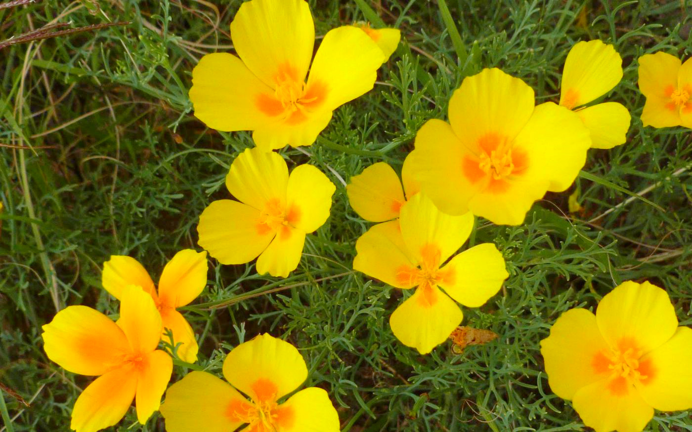 Rimedio Nr° 26 Rock Rose (Eliantemo)