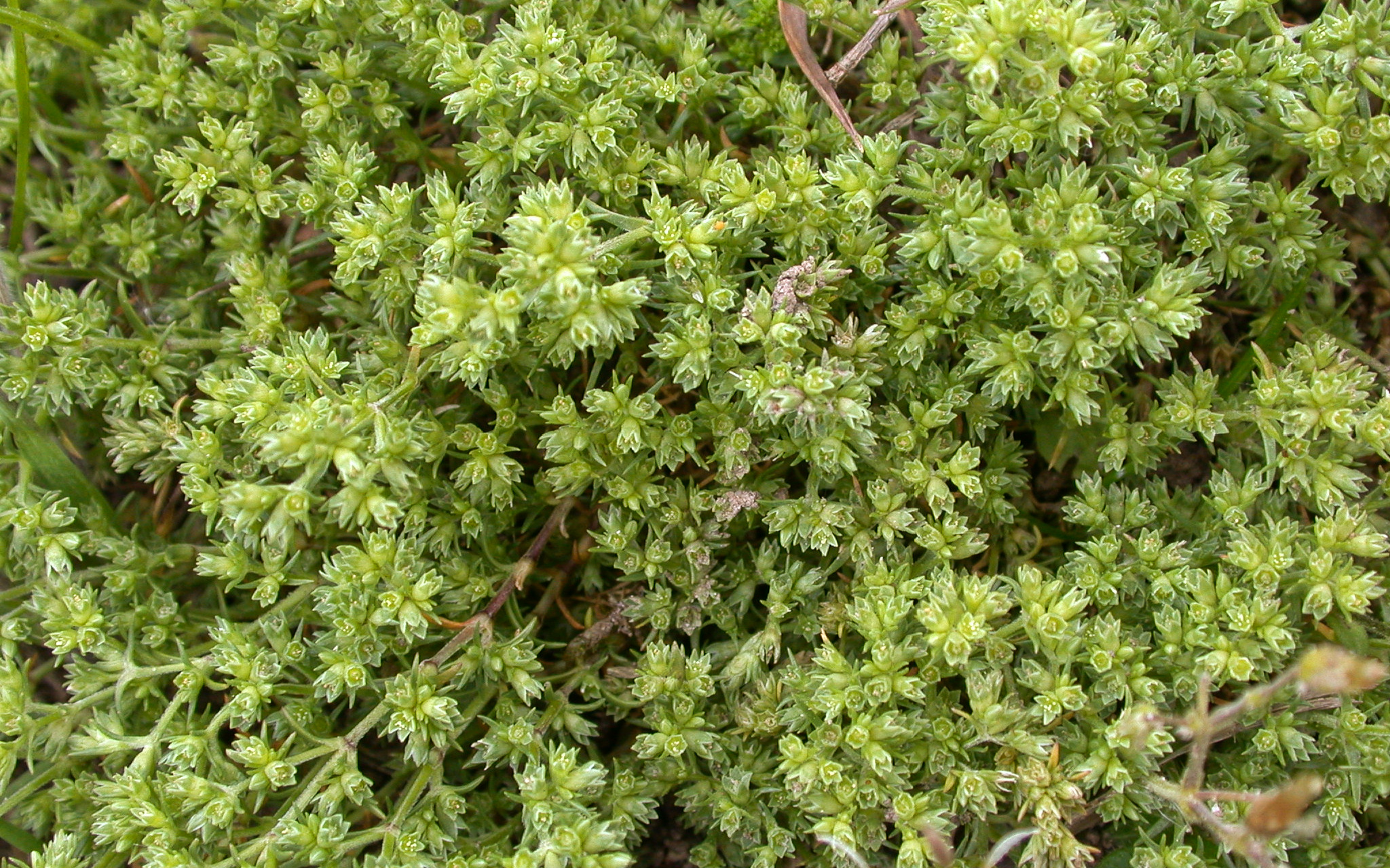 SCLERANTHUS