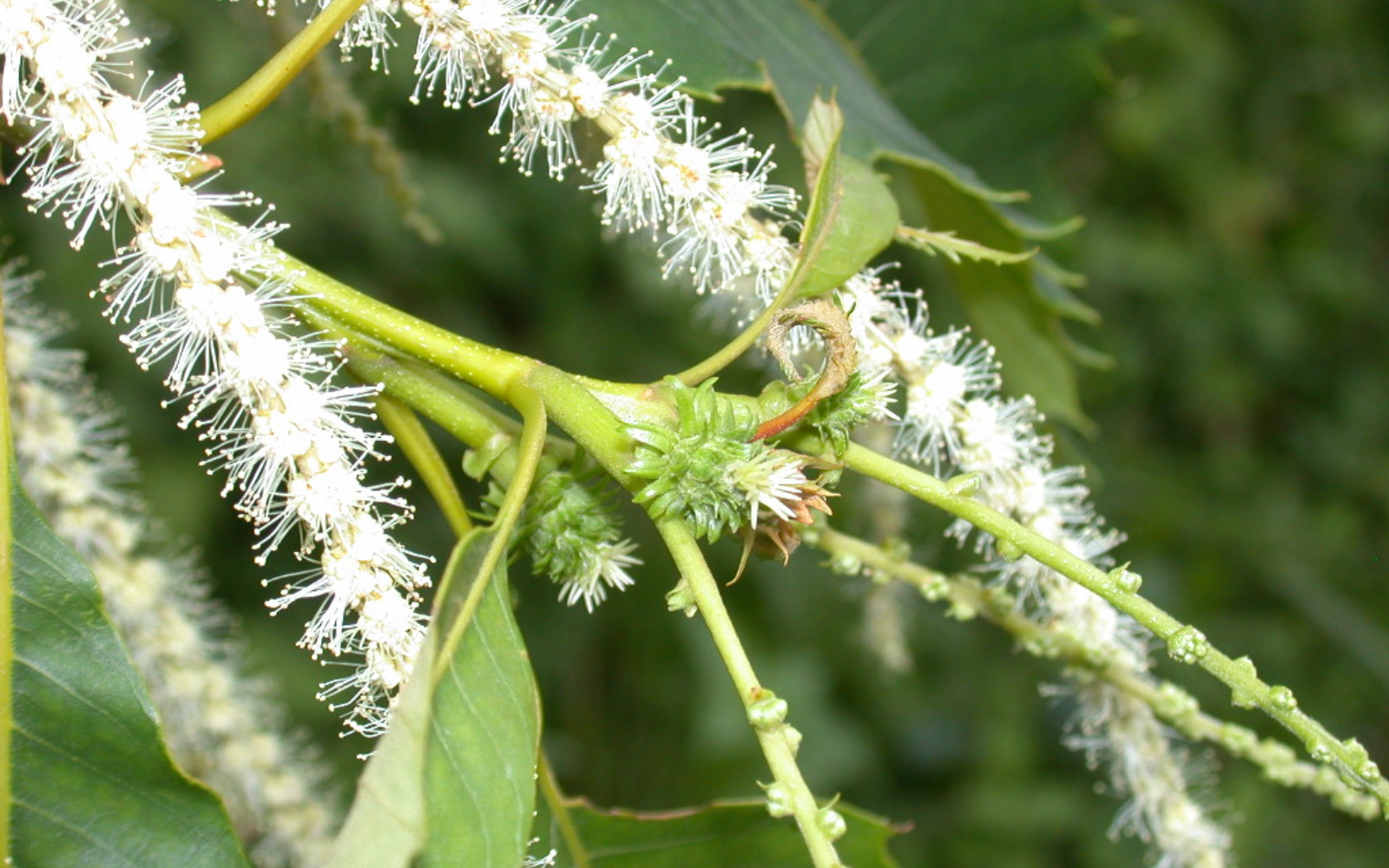 SWEET CHESTNUT