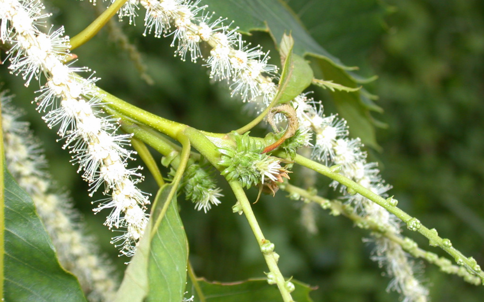 Rimedio Nr° 30 Sweet Chestnut (Castagno dolce)