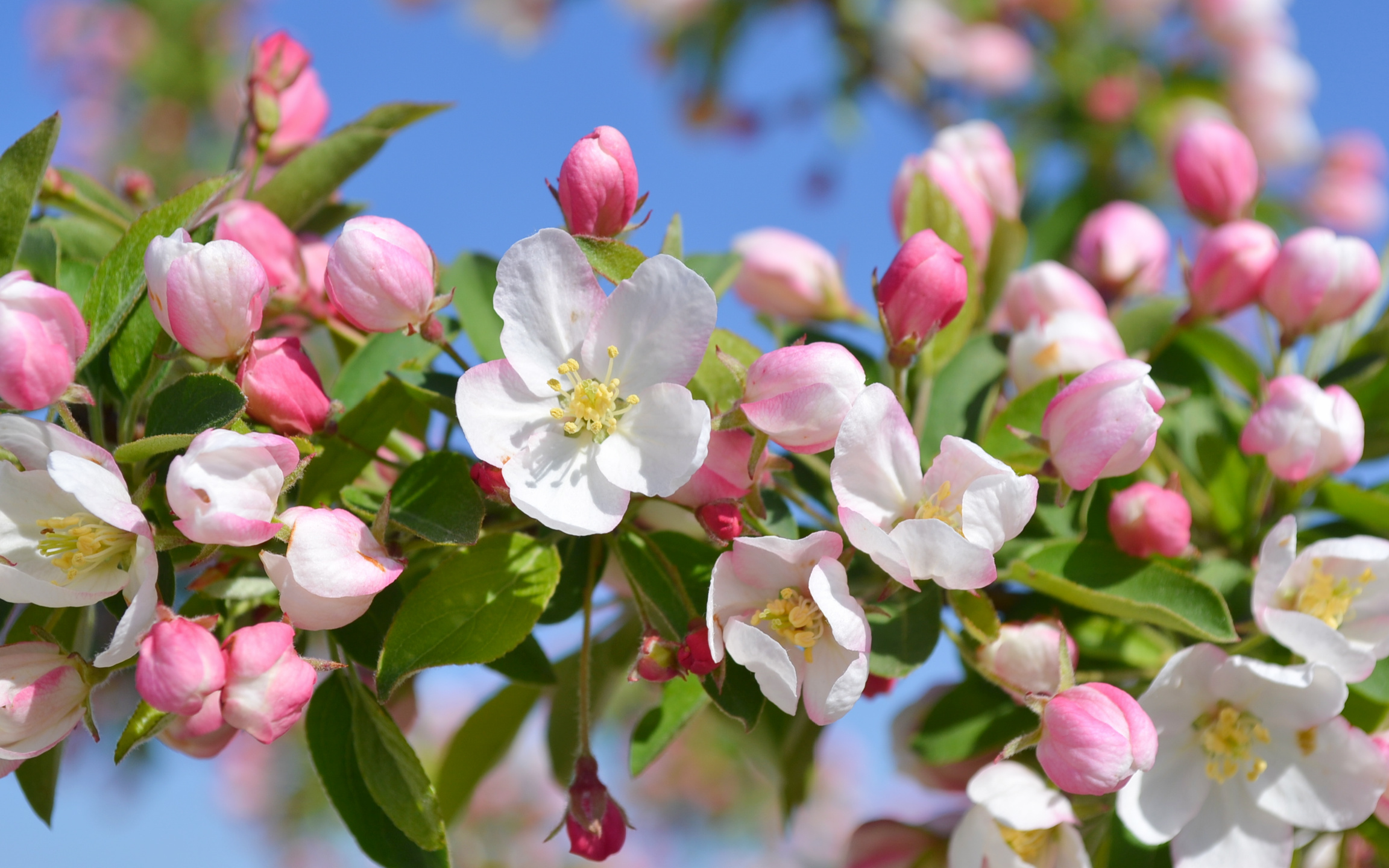 Sugar-Tyme-Crabapple-Flowers