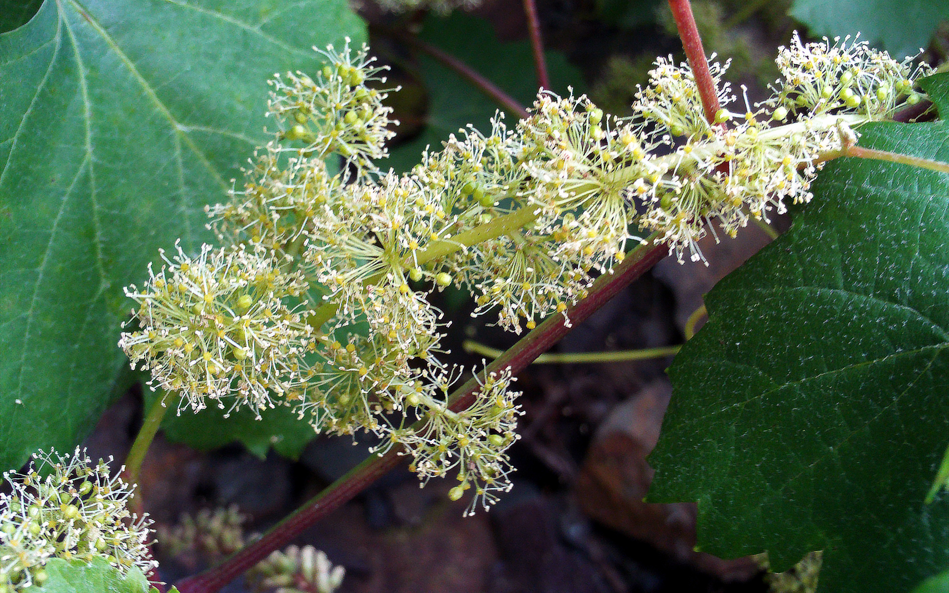 VINE