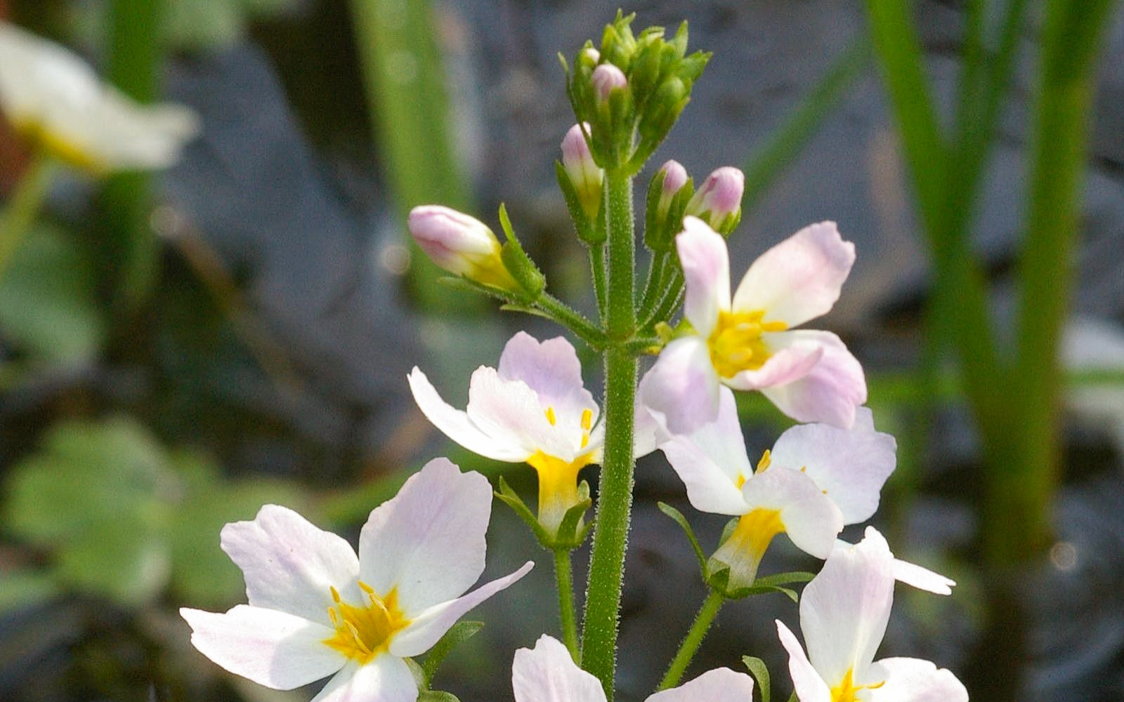 Rimedio Nr° 34 Water Violet (Violetta d’acqua)