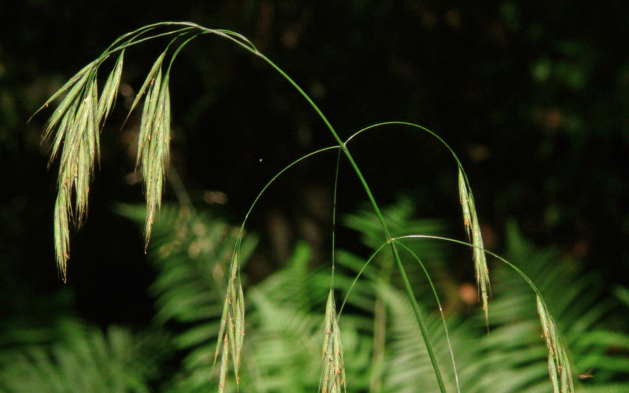 WILD OAT