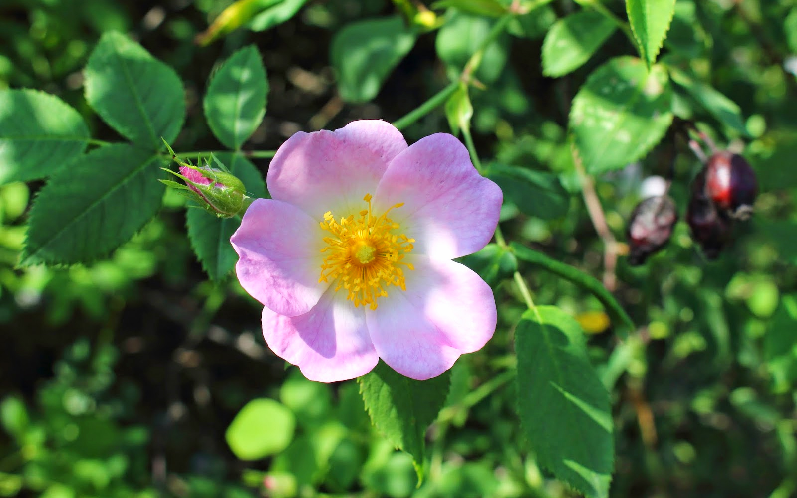 Rimedio Nr° 37 Wild Rose (Rosa canina)