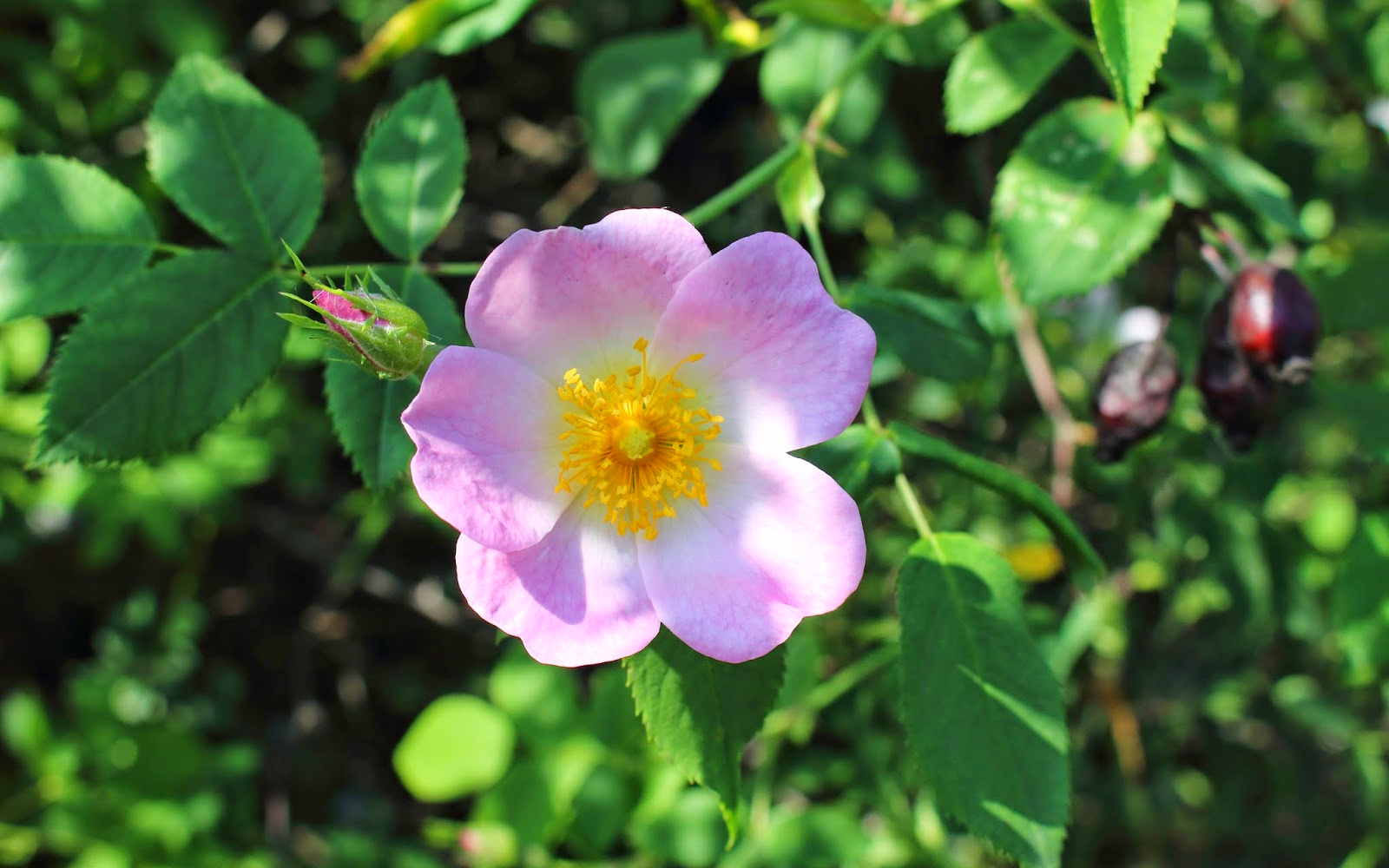 WILD ROSE