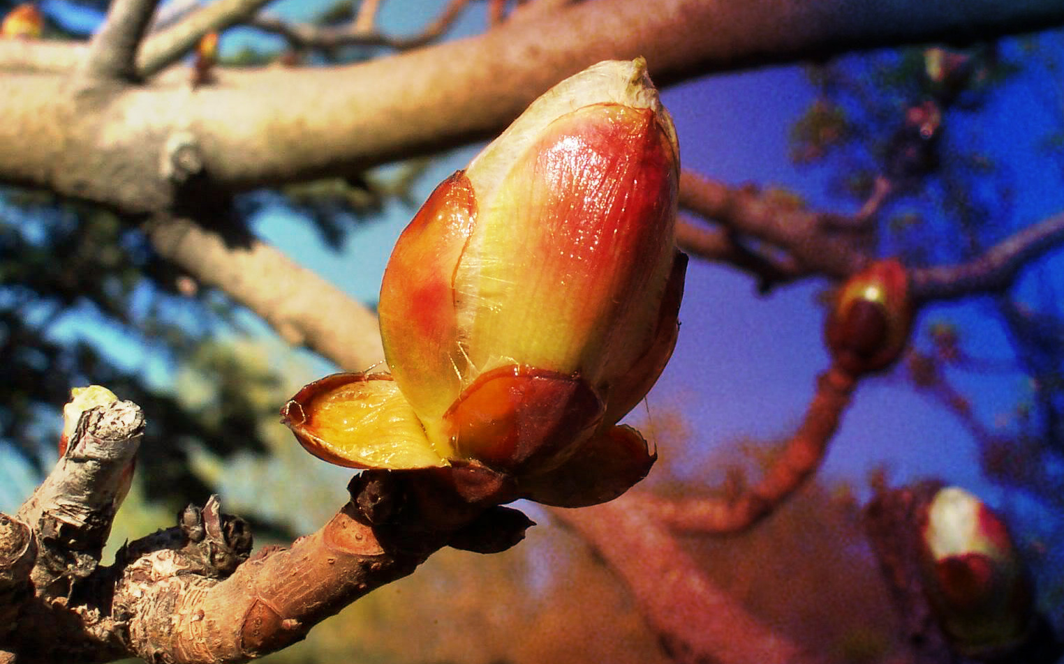 chestnut-bud