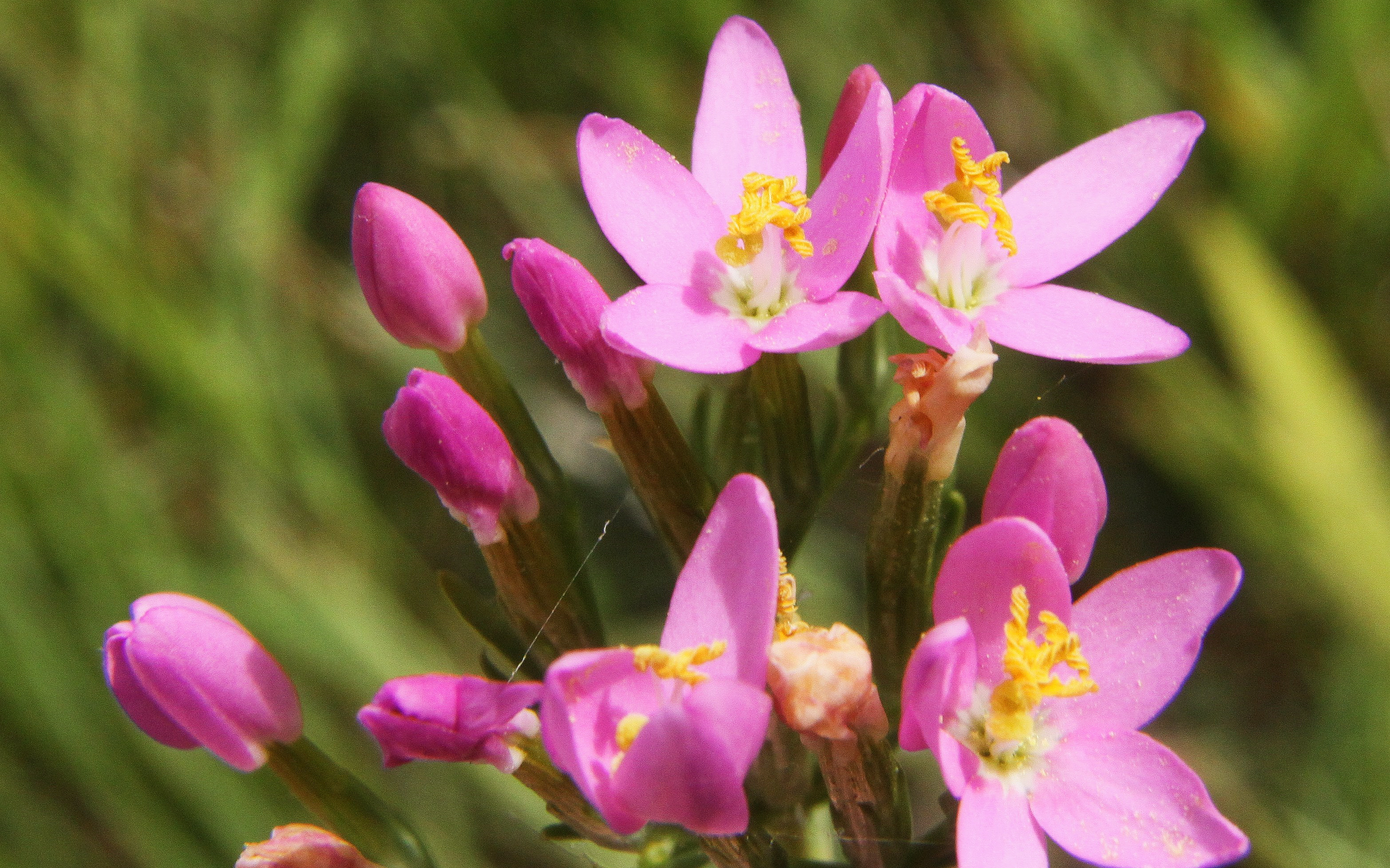 Rimedio Nr° 5 Centaury (Centaurea minore)