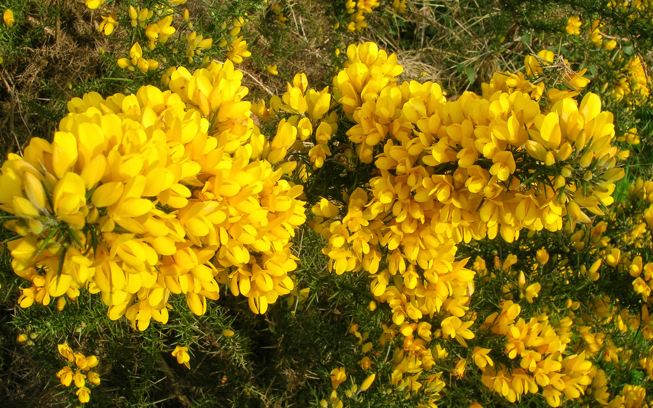 gorse