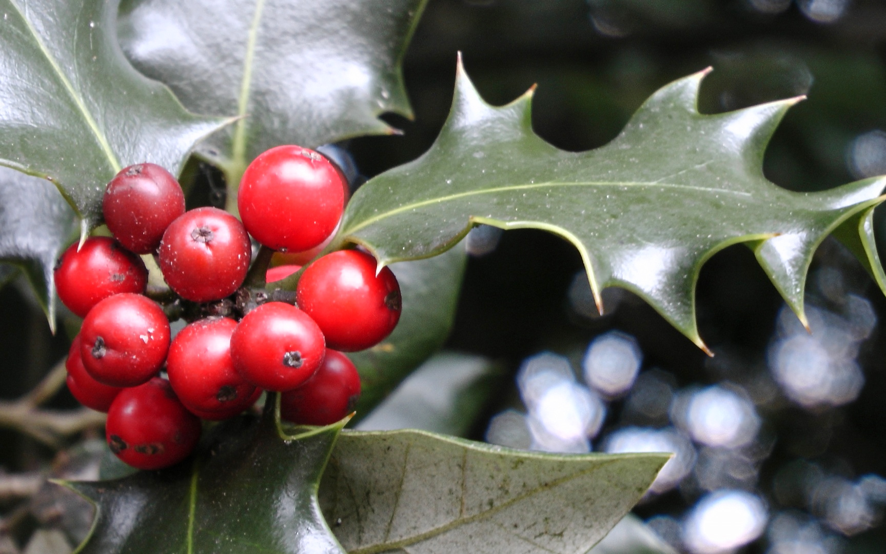 holly-and-ivy