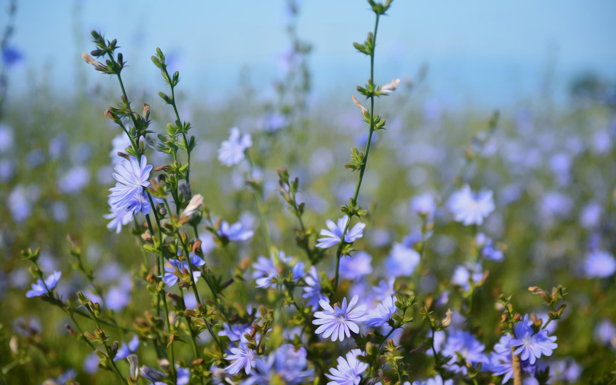 Rimedio Nr° 8 Chicory (Cicoria selvatica)