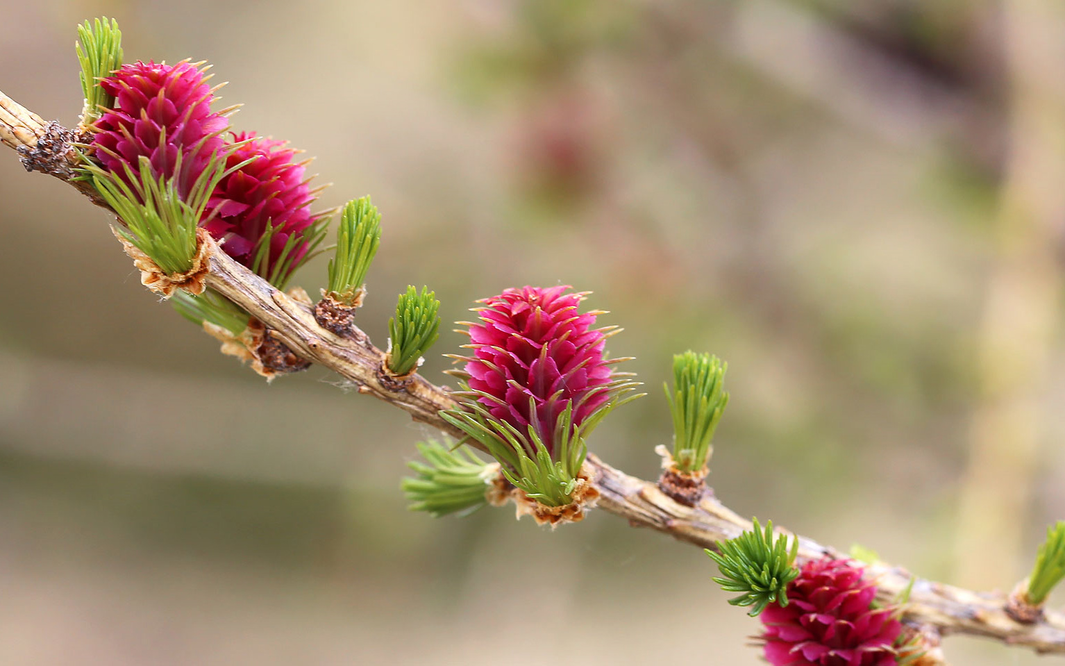 Rimedio Nr° 19 Larch (Larice)