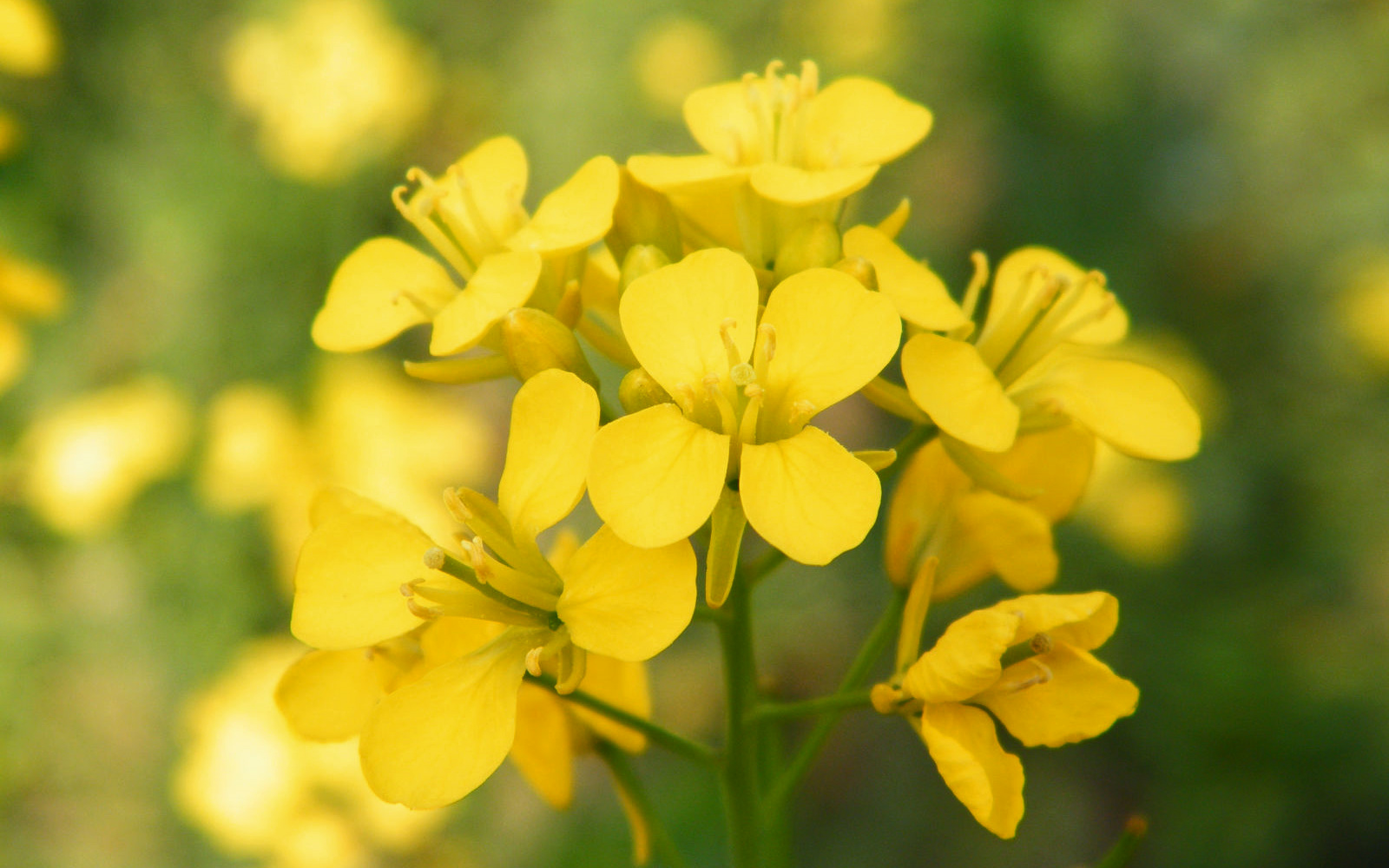 Rimedio Nr° 21 Mustard (Senape selvatica)