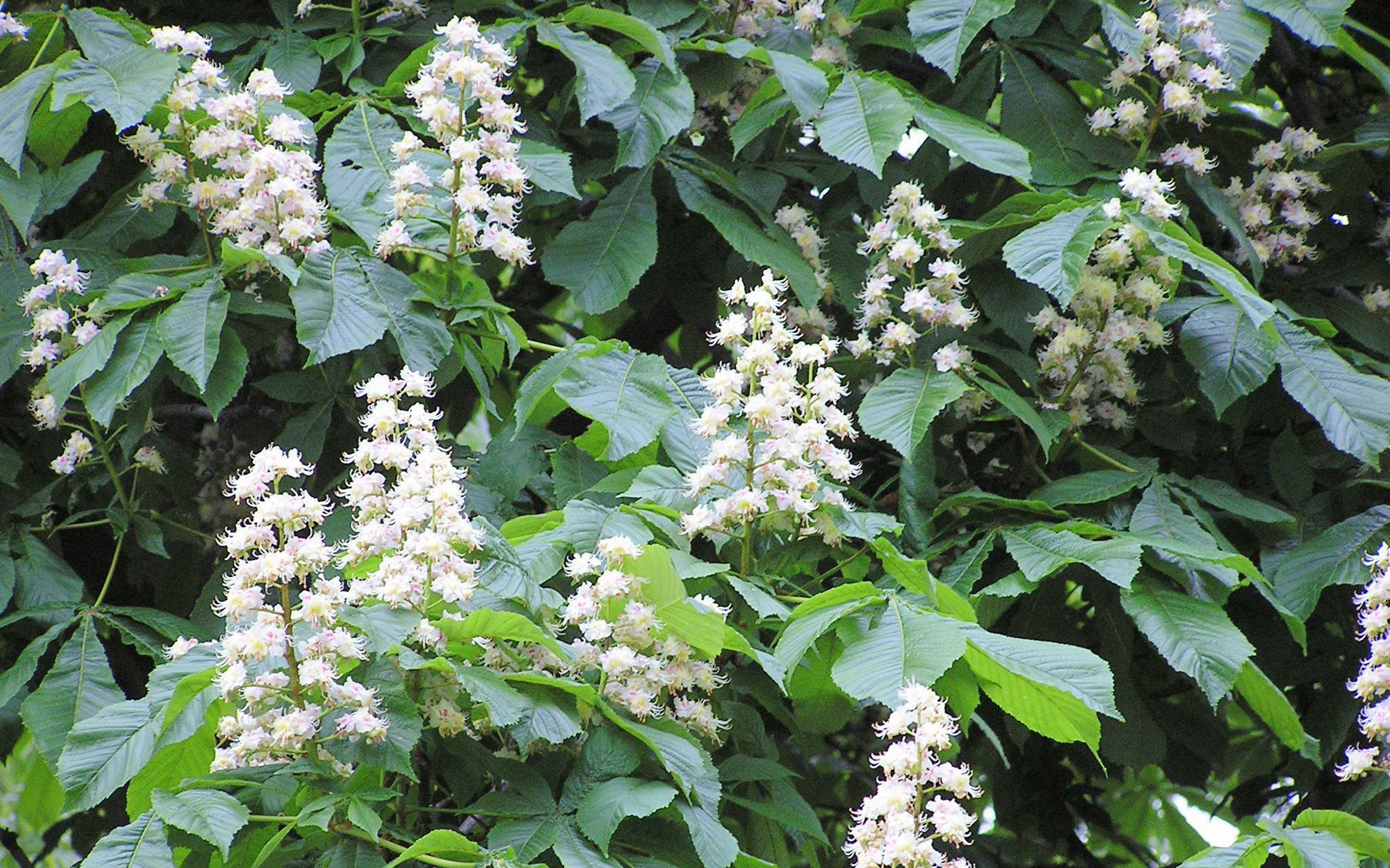 Rimedio Nr° 35 White Chestnut (Ippocastano bianco)