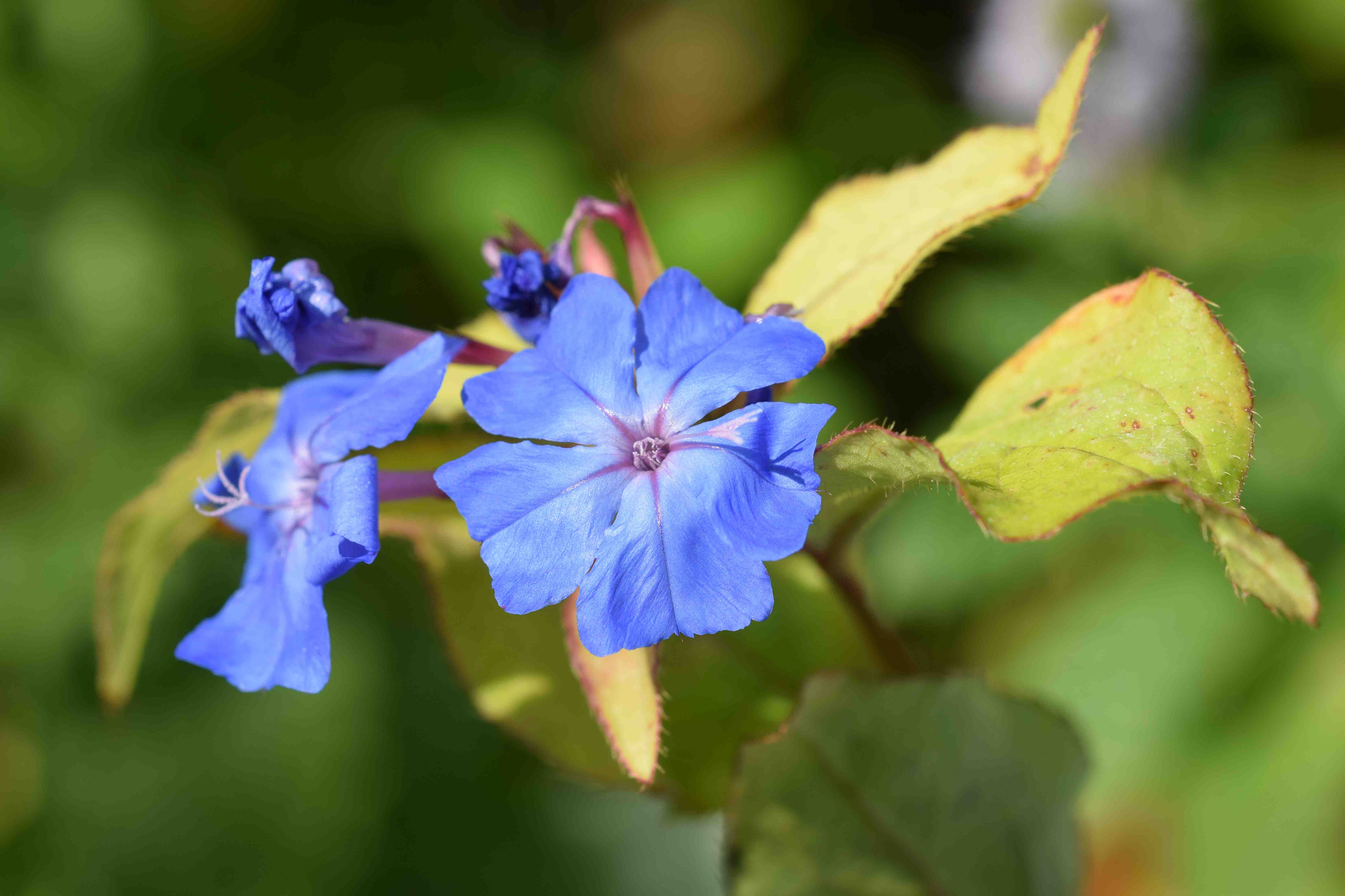 ceratostigma-sapphire-ring2