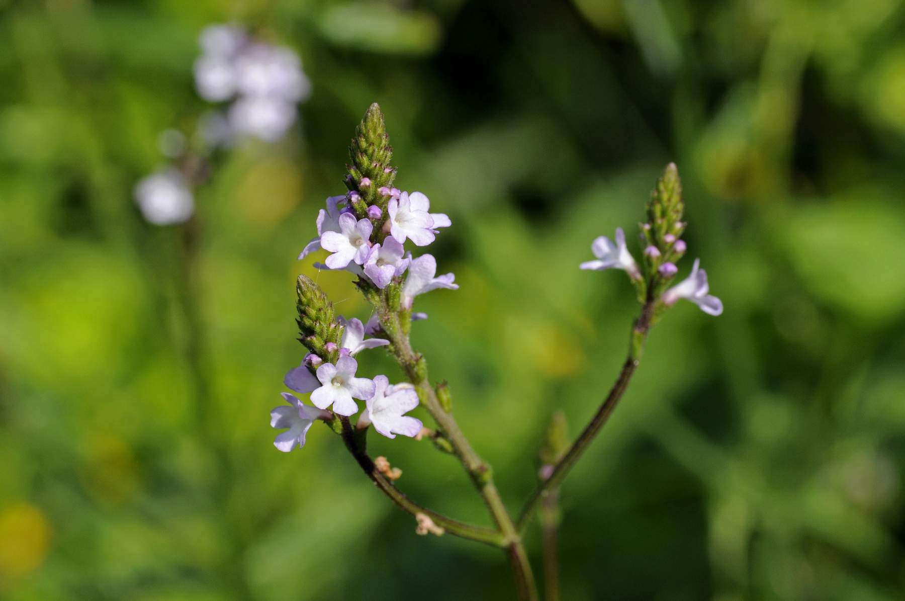 Rimedio Nr° 31 Vervain (Verbena officinale)