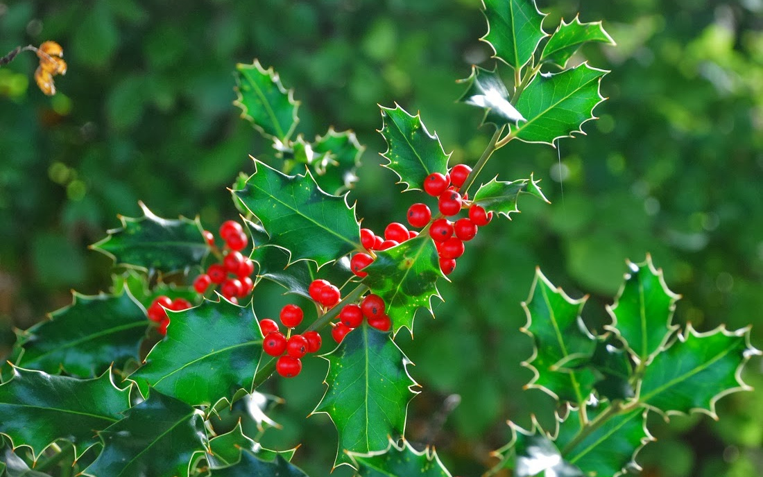 Holly Ilex-aquifolium