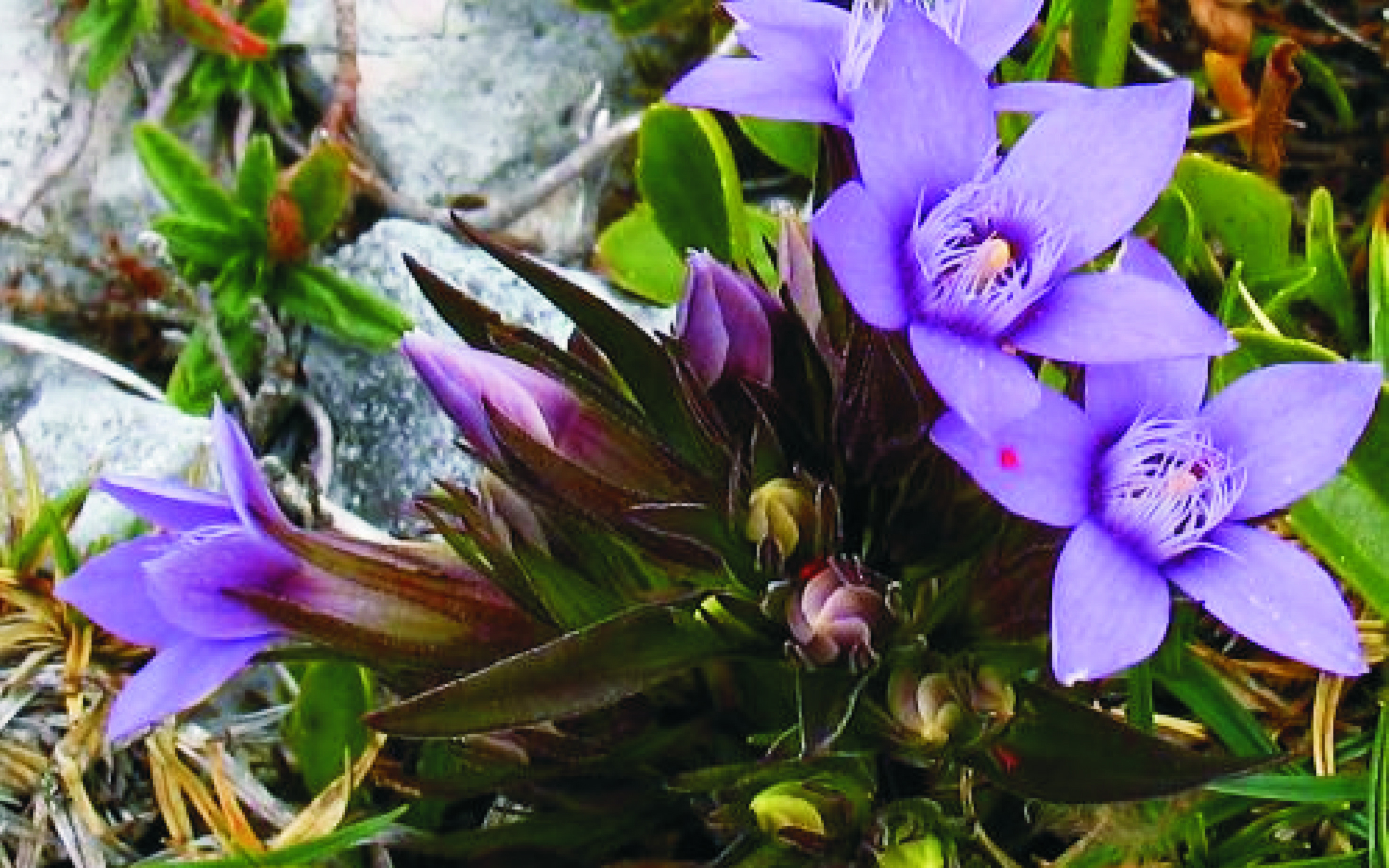 gentian3 16 10