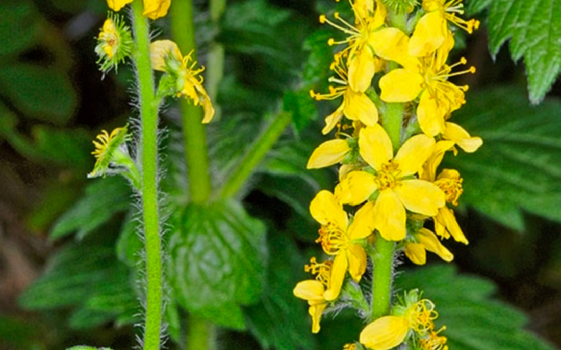 AGRIMONY – (Agrimonia) AGRIMONY – (Agrimonia)