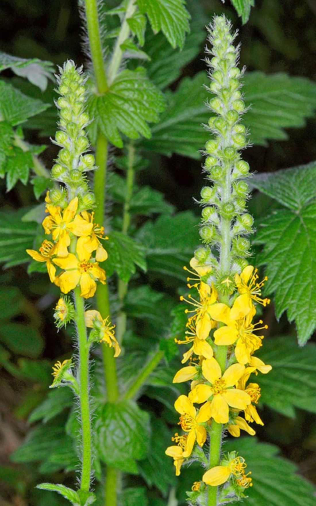 AGRIMONY – (Agrimonia)